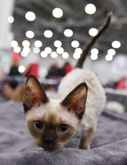 International cat show in Moscow