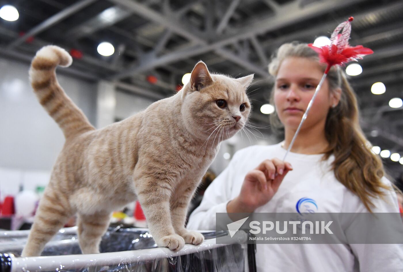 International cat show in Moscow
