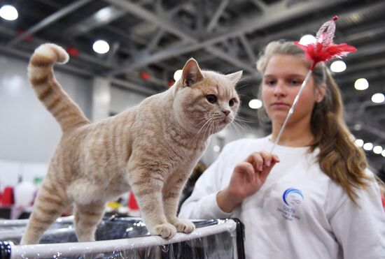 International cat show in Moscow