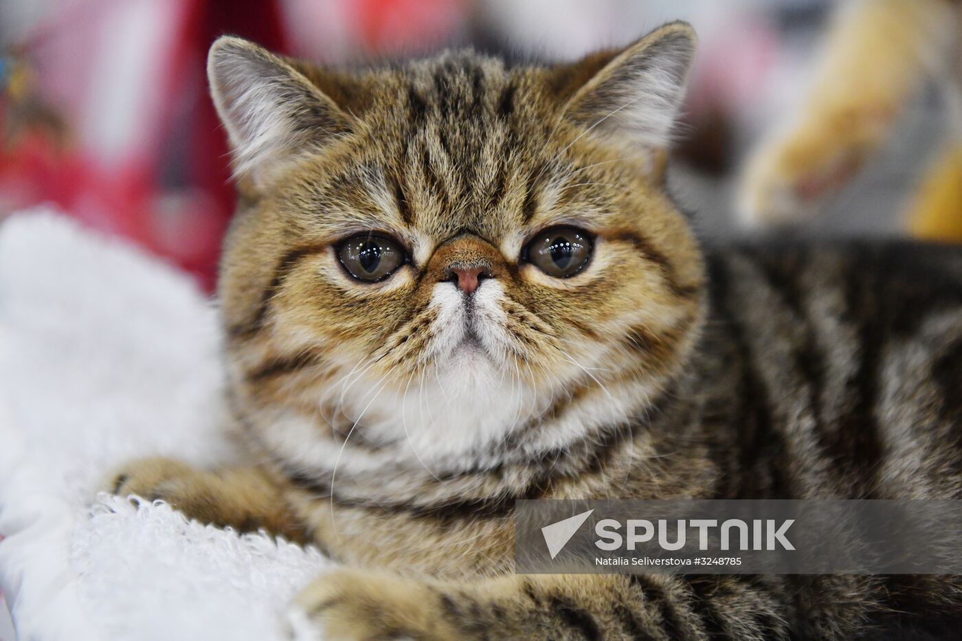 International cat show in Moscow