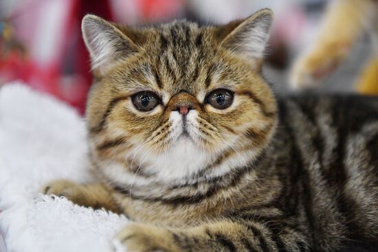 International cat show in Moscow
