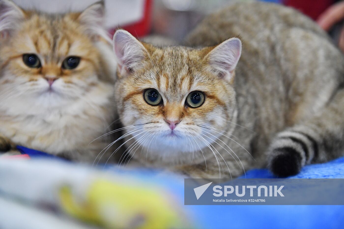 International cat show in Moscow
