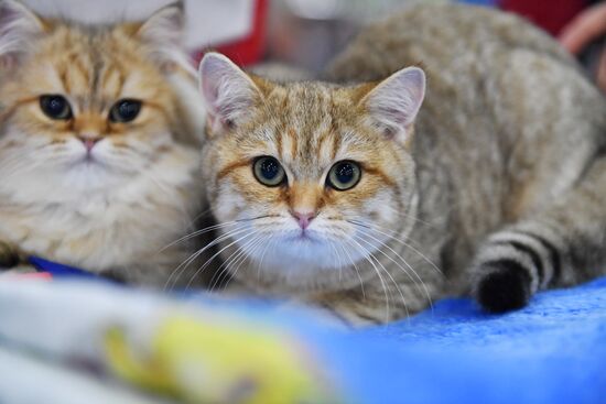 International cat show in Moscow