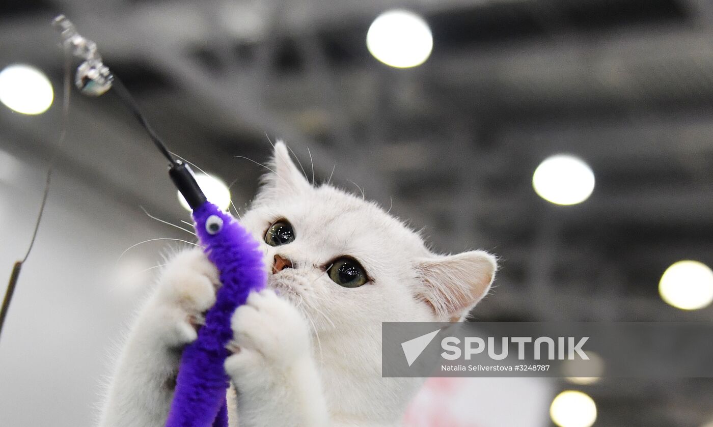 International cat show in Moscow