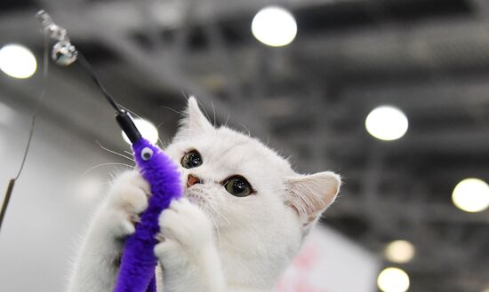 International cat show in Moscow
