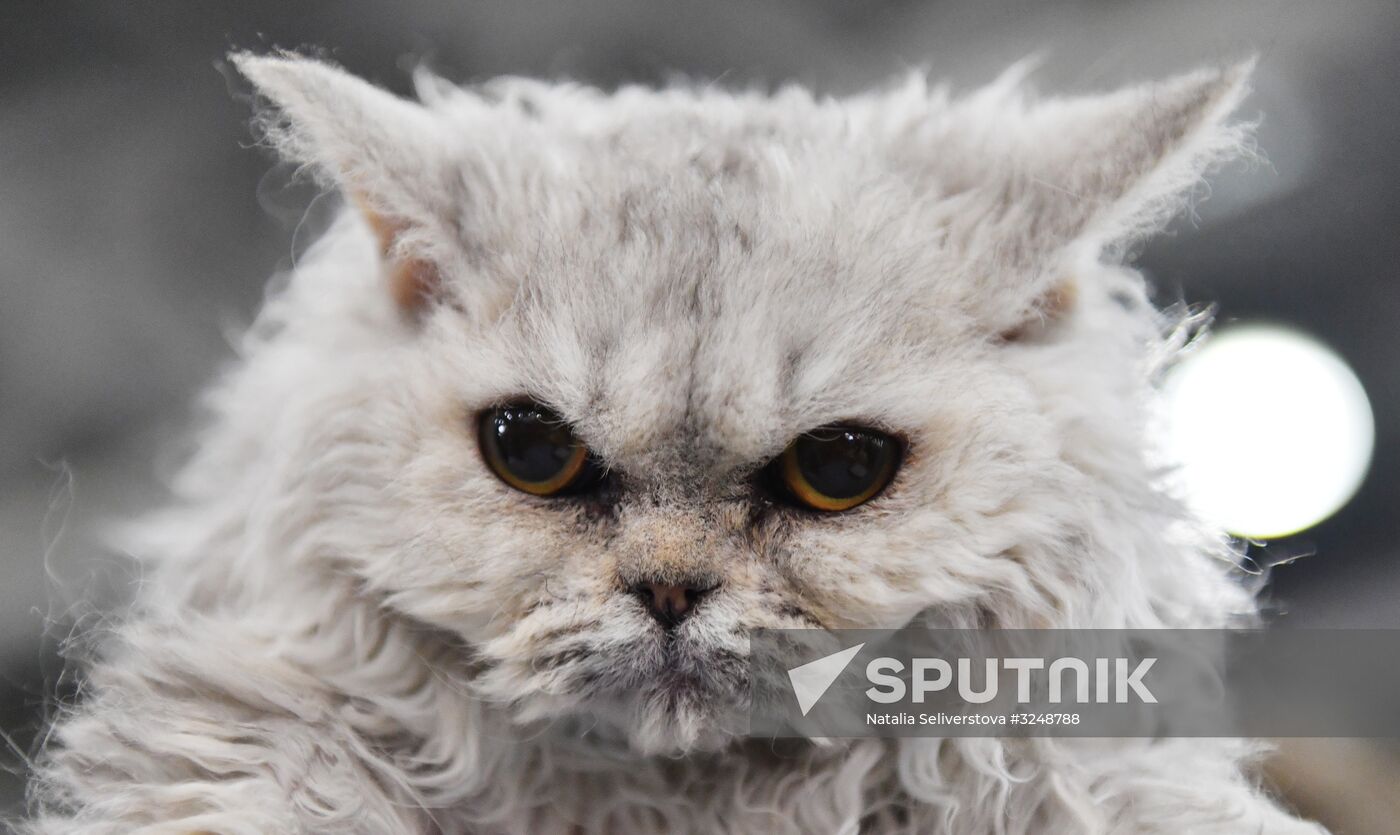 International cat show in Moscow