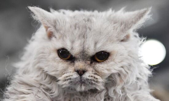 International cat show in Moscow
