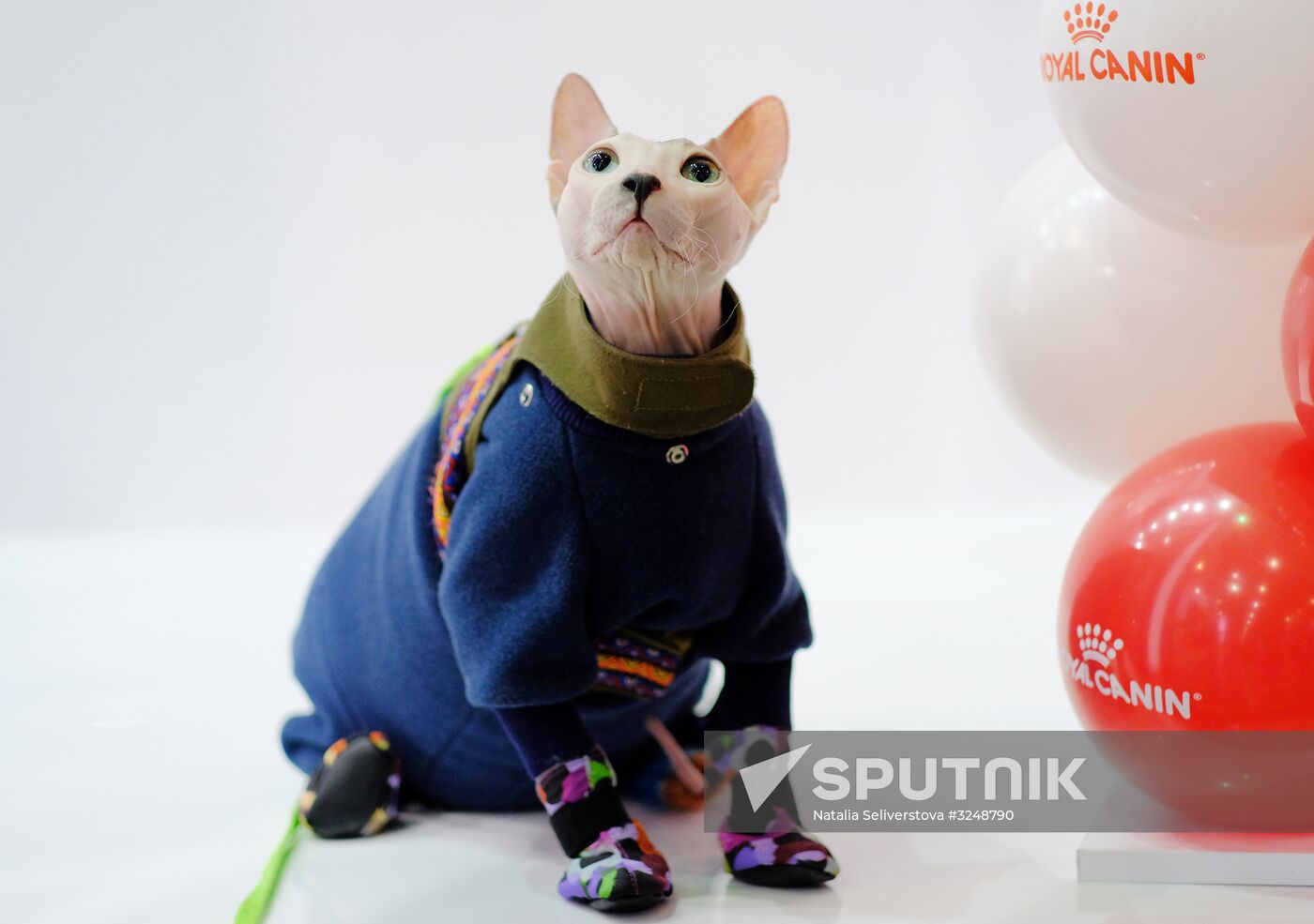International cat show in Moscow