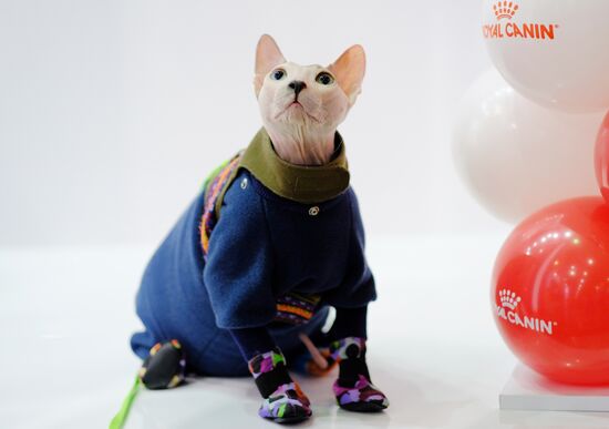 International cat show in Moscow