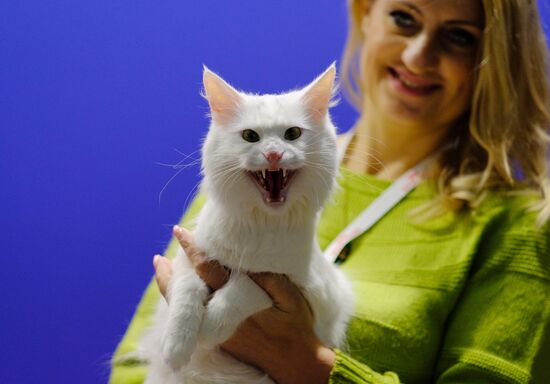 International cat show in Moscow