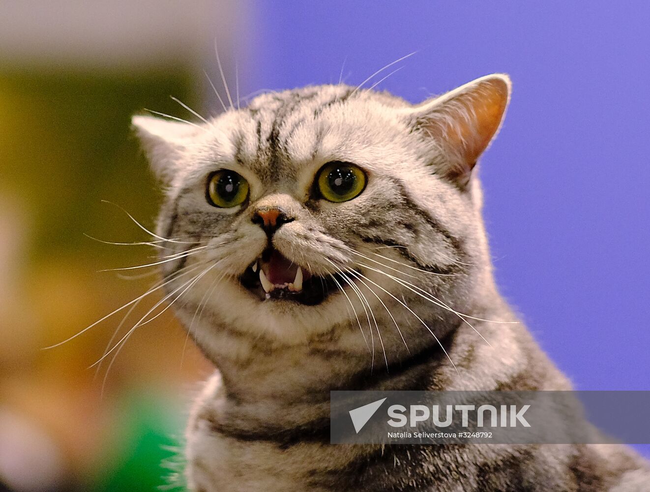 International cat show in Moscow