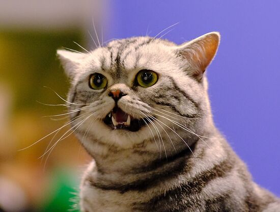 International cat show in Moscow