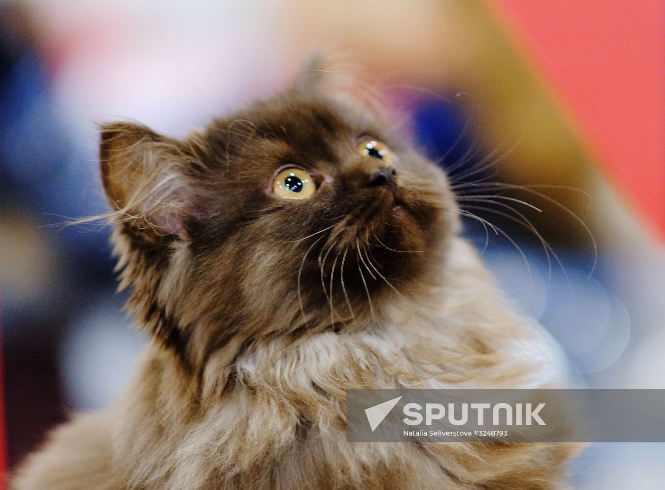 International cat show in Moscow