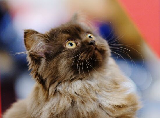 International cat show in Moscow