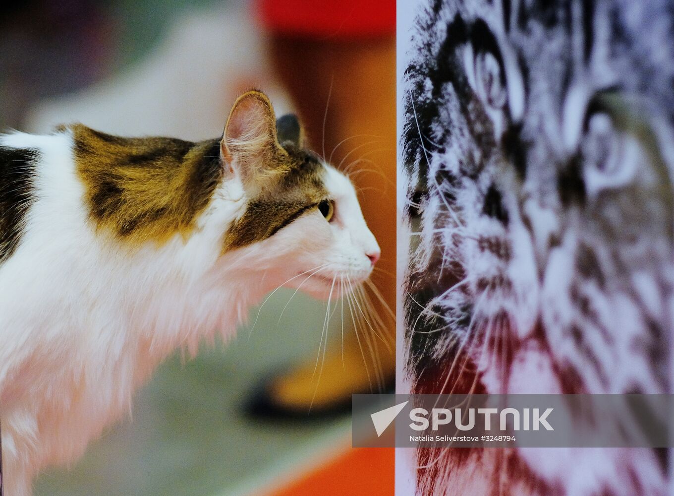 International cat show in Moscow