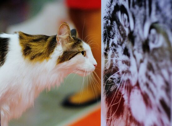 International cat show in Moscow