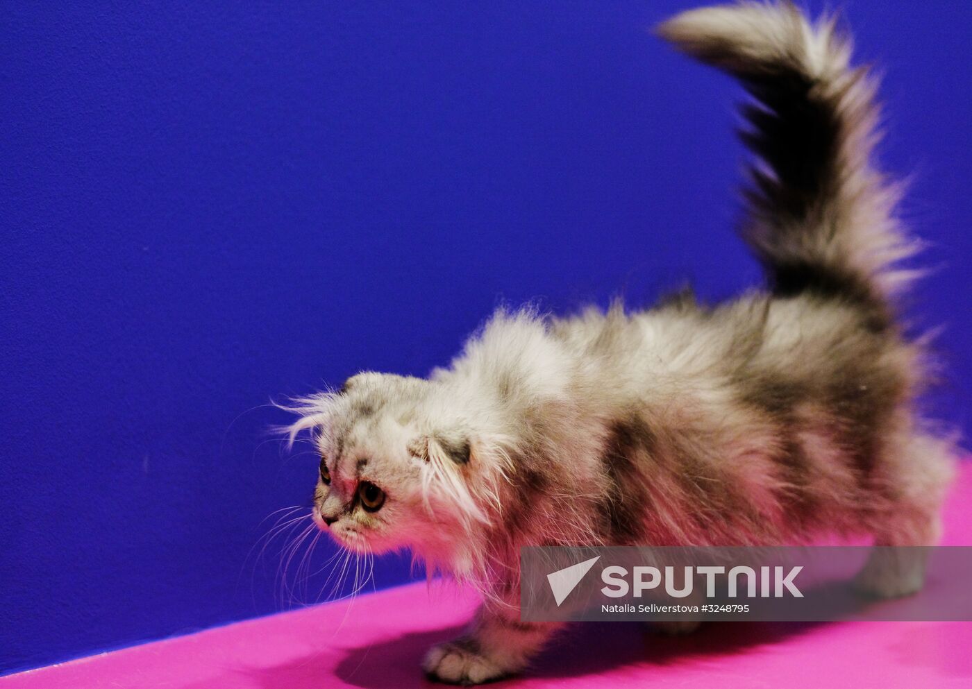 International cat show in Moscow