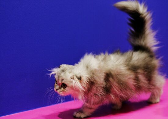 International cat show in Moscow