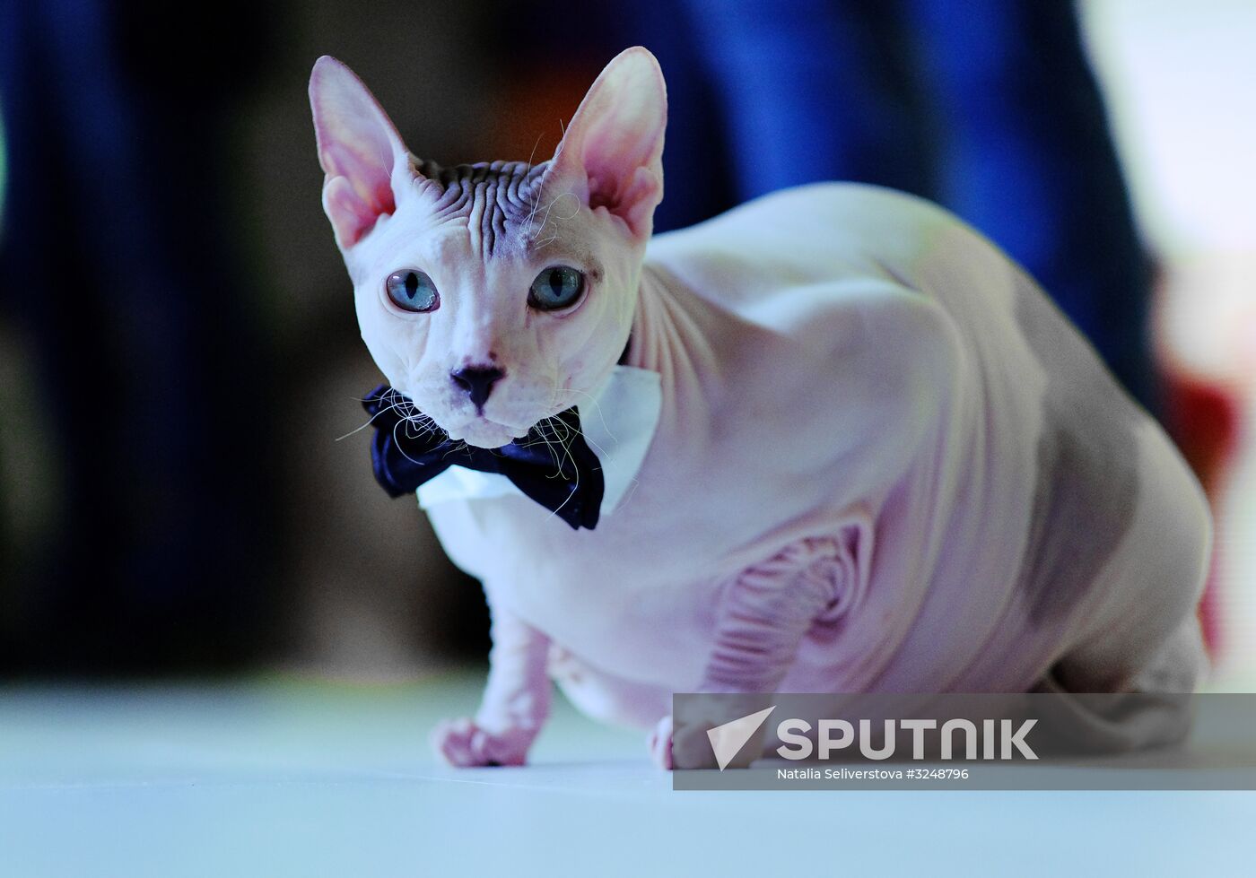 International cat show in Moscow