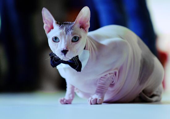 International cat show in Moscow