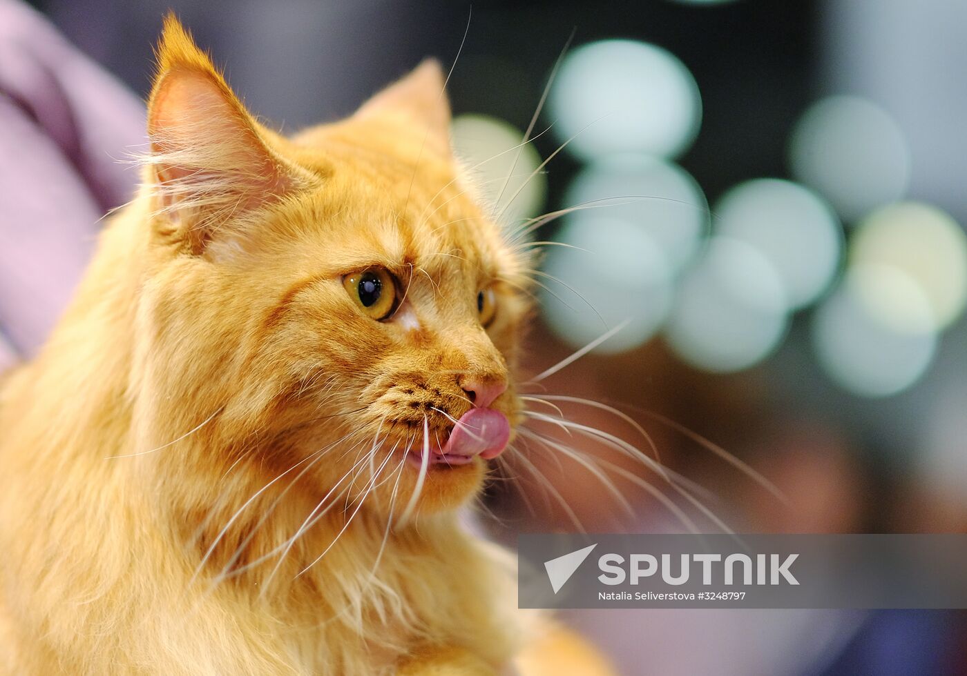International cat show in Moscow