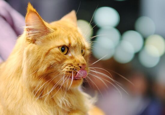 International cat show in Moscow