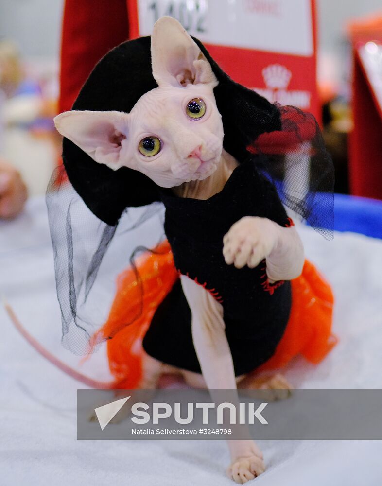 International cat show in Moscow