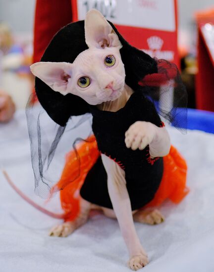International cat show in Moscow