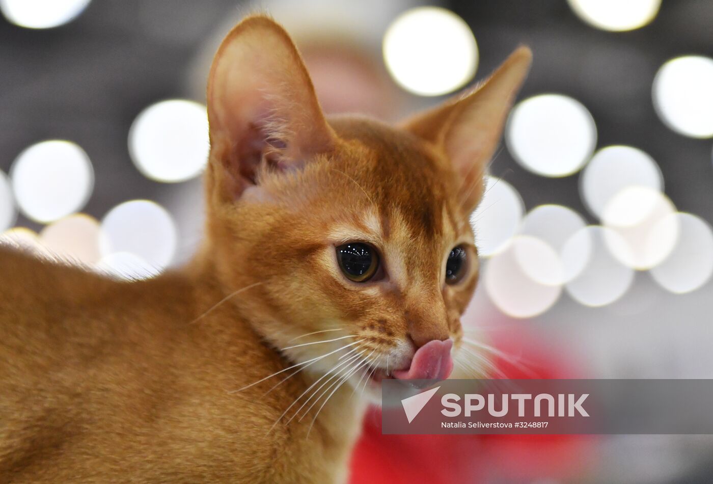 International cat show in Moscow