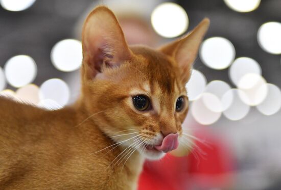 International cat show in Moscow