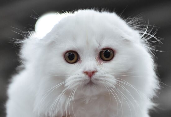 International cat show in Moscow