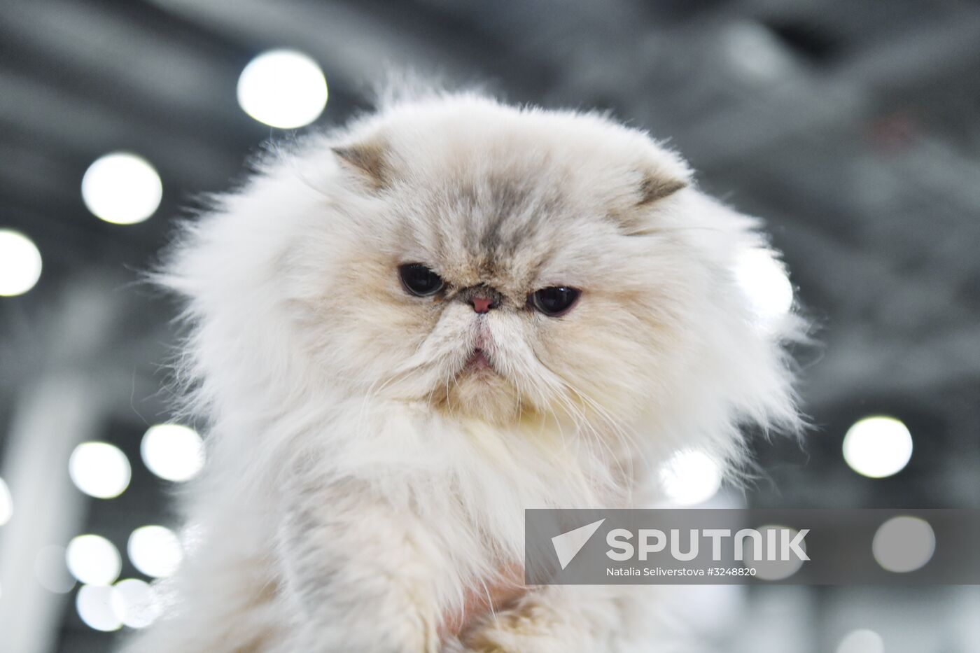 International cat show in Moscow