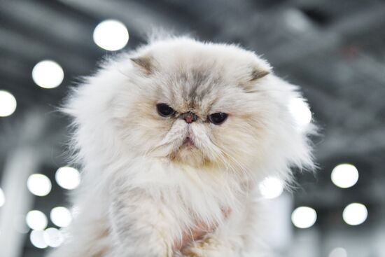 International cat show in Moscow