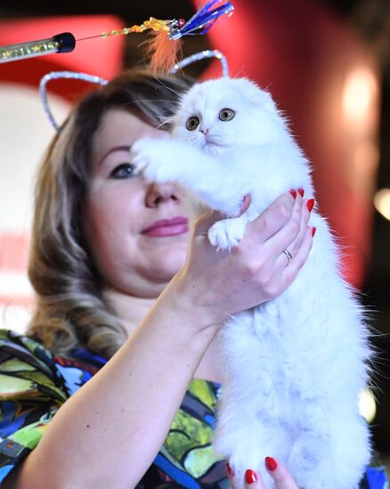 International cat show in Moscow