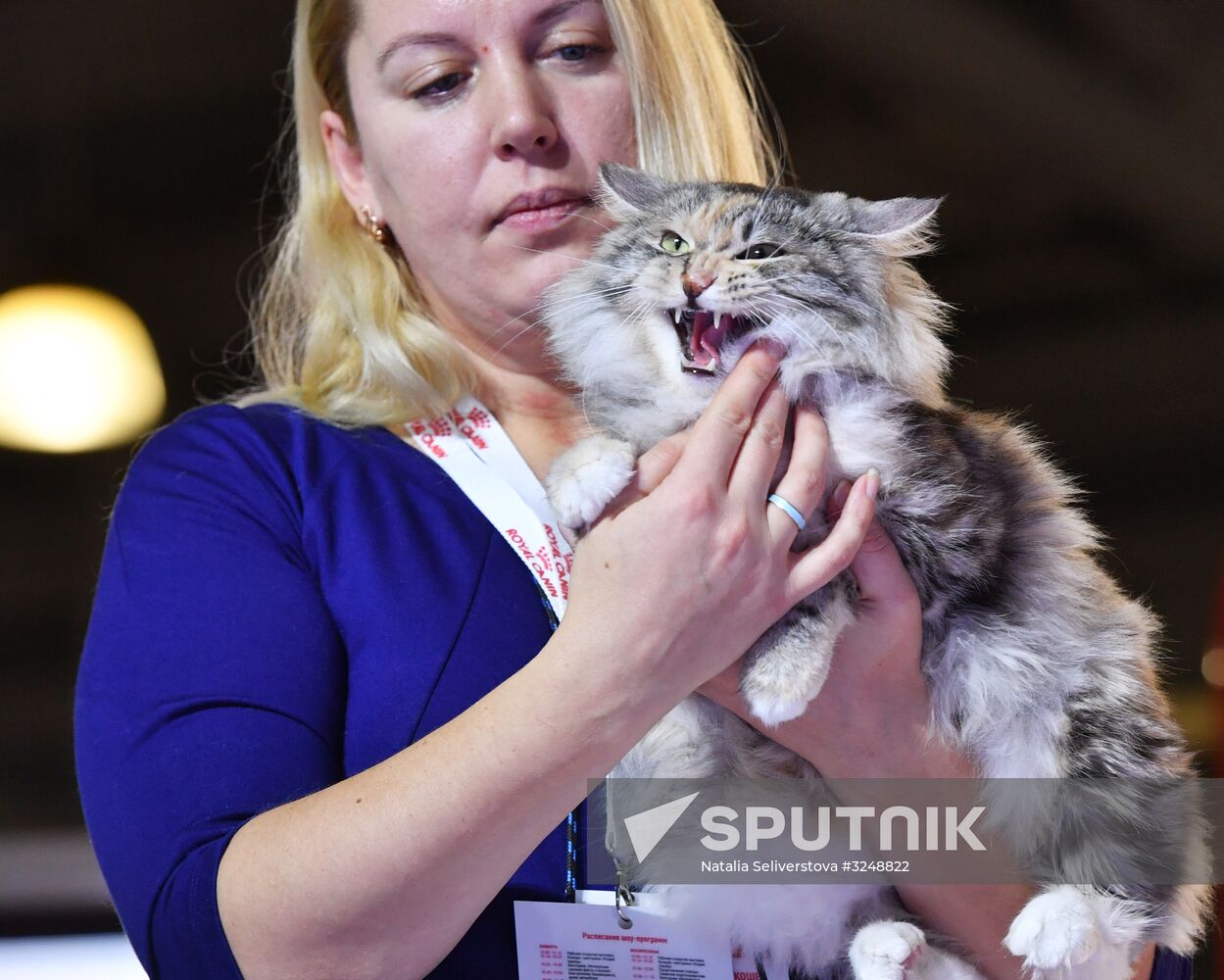 International cat show in Moscow