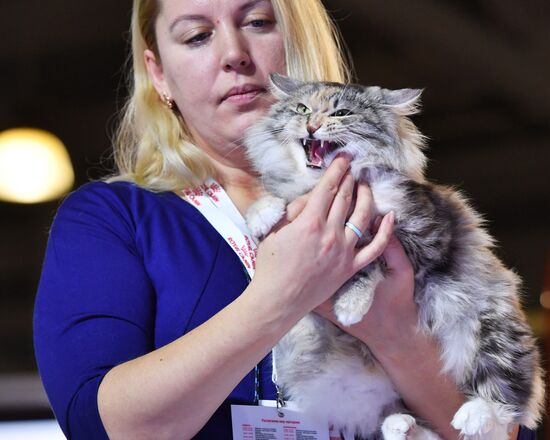 International cat show in Moscow