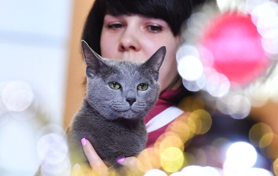International cat show in Moscow