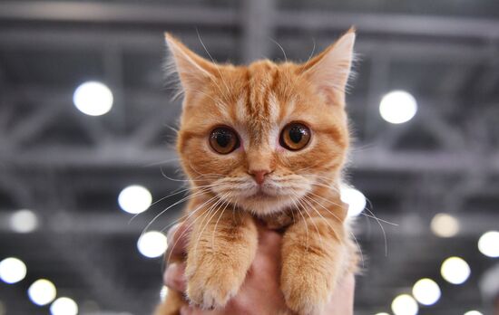 International cat show in Moscow