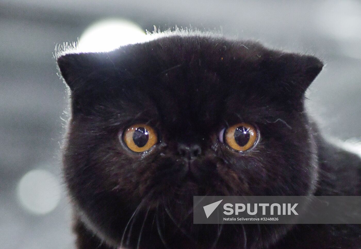 International cat show in Moscow