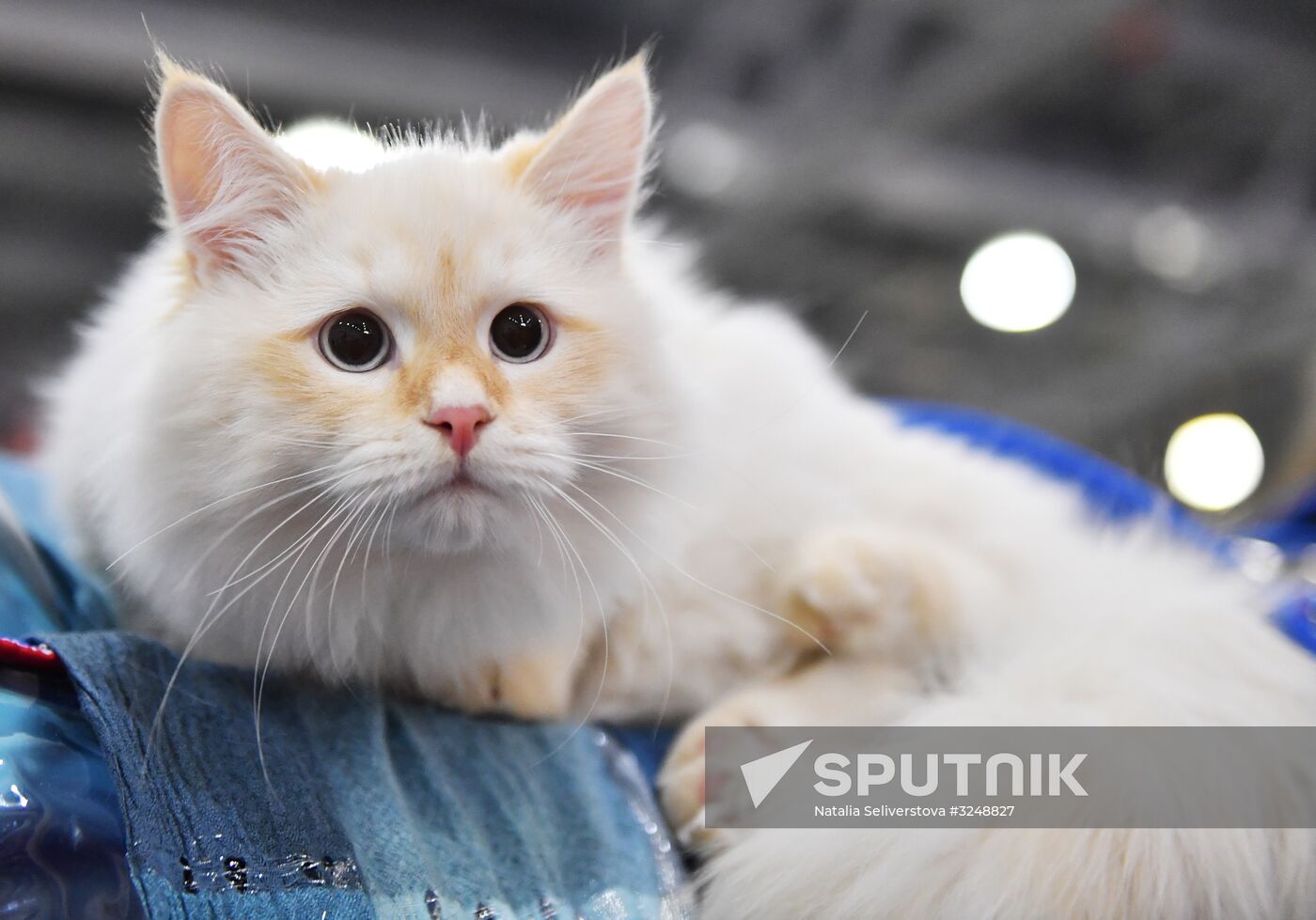 International cat show in Moscow
