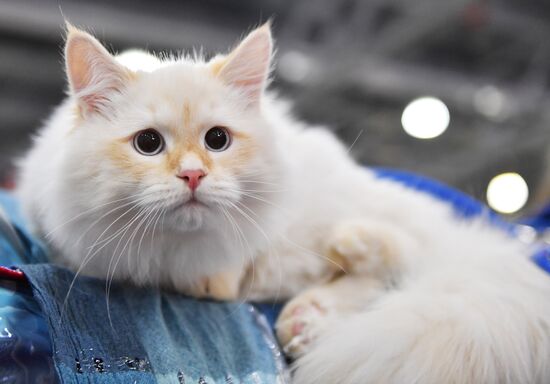 International cat show in Moscow