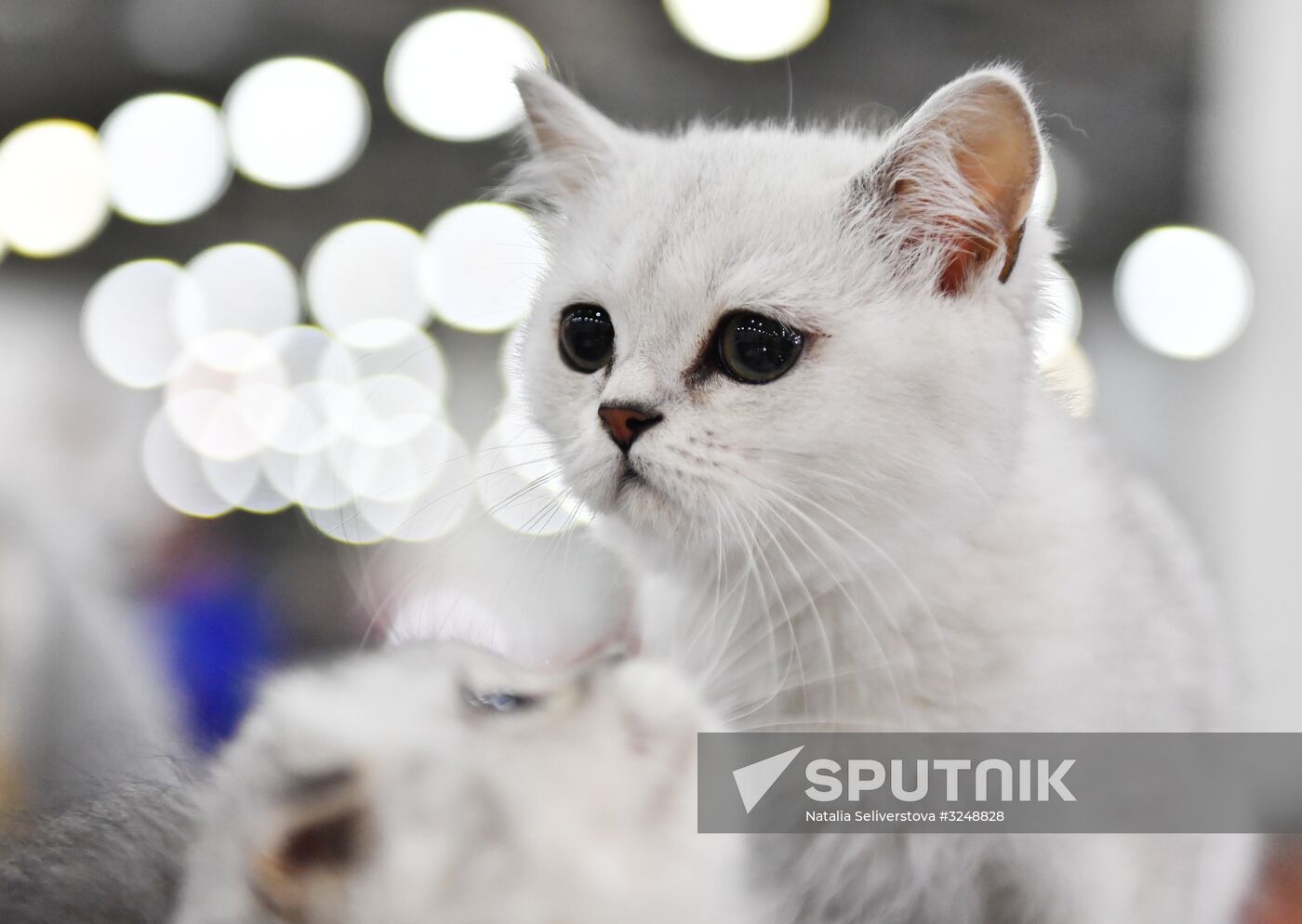 International cat show in Moscow