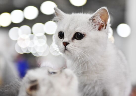 International cat show in Moscow