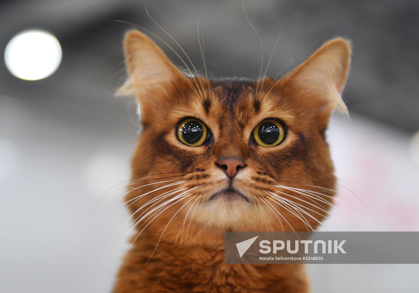 International cat show in Moscow