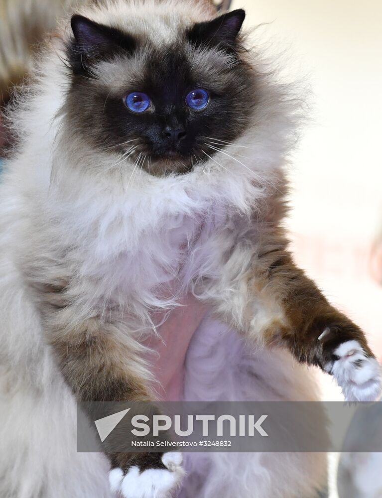International cat show in Moscow