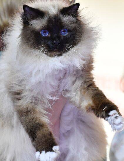 International cat show in Moscow