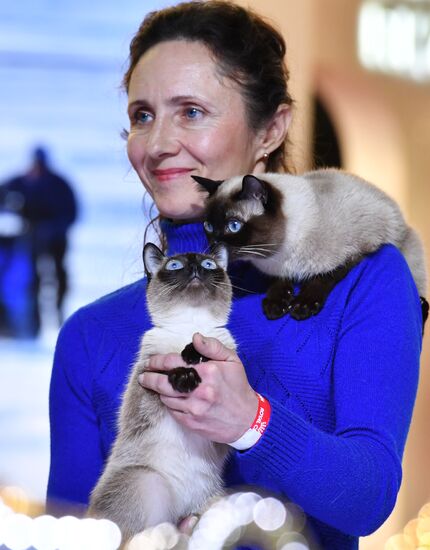 International cat show in Moscow