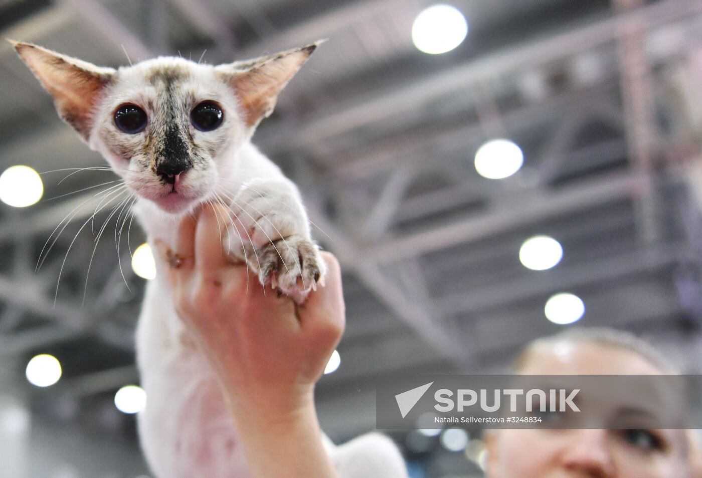 International cat show in Moscow