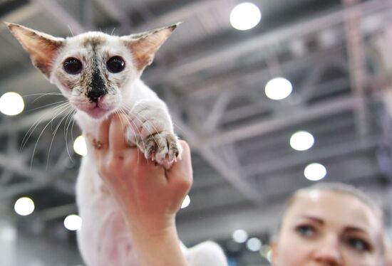 International cat show in Moscow