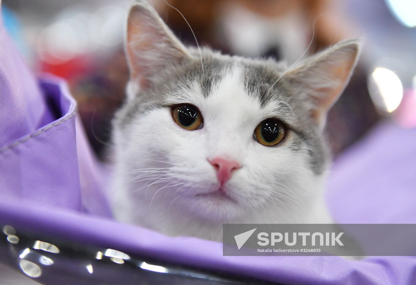 International cat show in Moscow